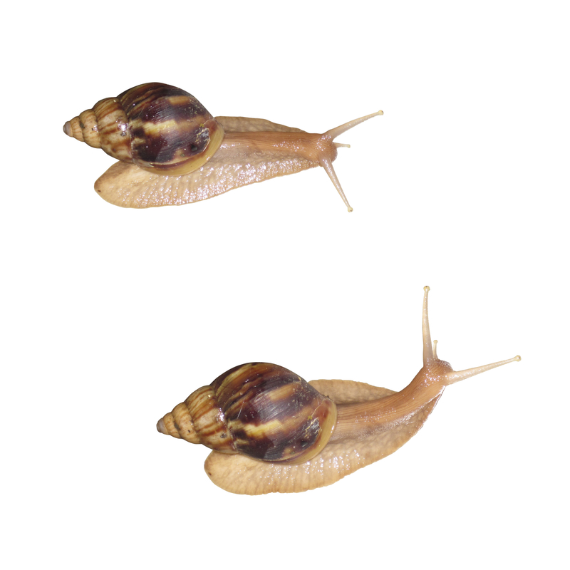 Evolution af snegle